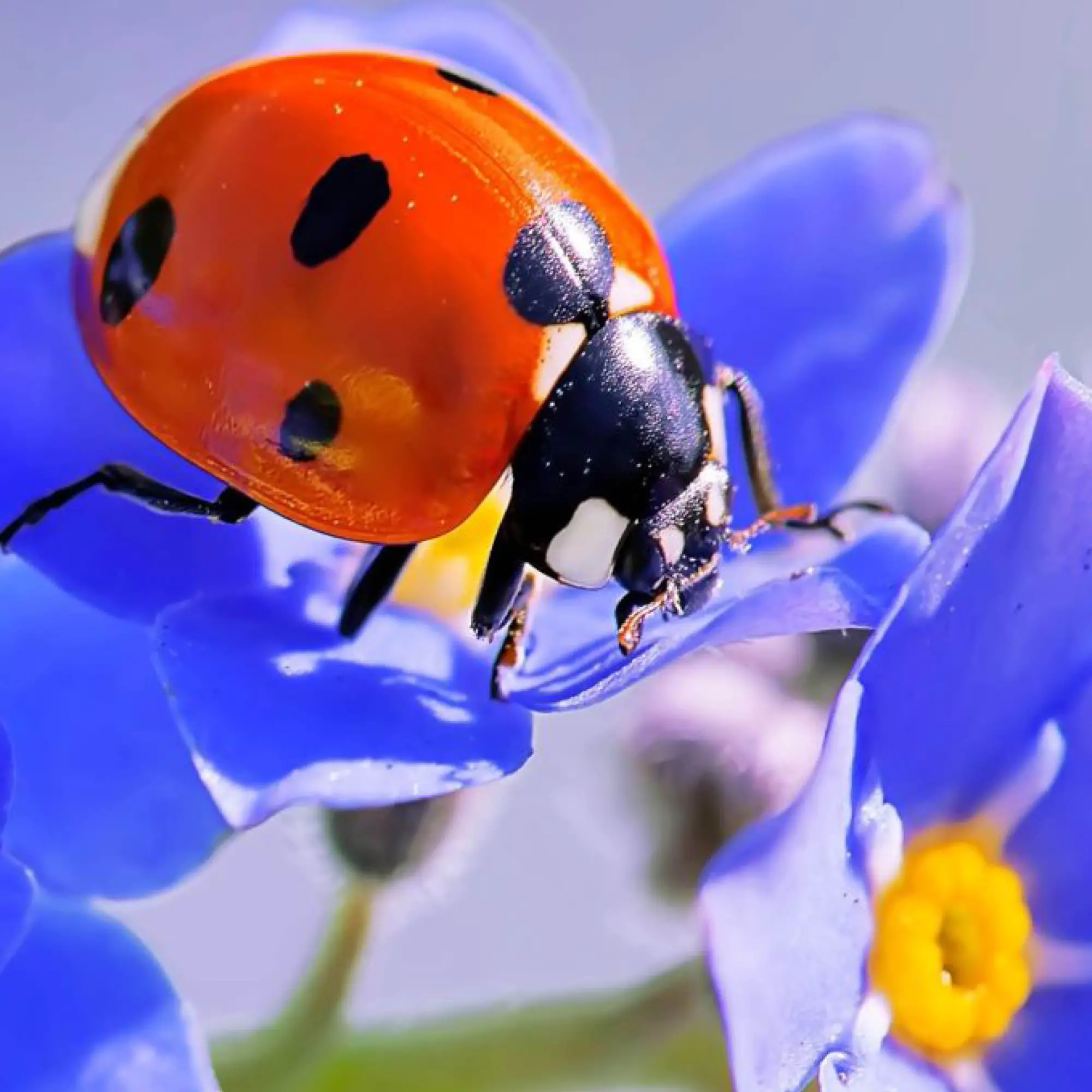 קונספט עיצובי הביטלס מיתוג ויצירת שפה עיצובית סטודיו פורטה